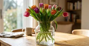 Na Holanda, para a tulipa durar semanas: o macete não é o gelo, mas nunca cortar o caule reto