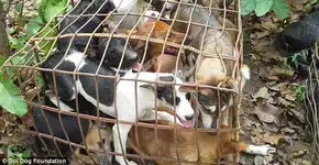 Imagens fortes: cachorros abatidos para virar comida no Vietnã