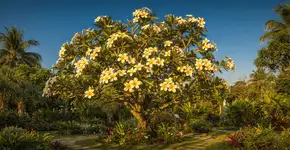 Foto: (Imagem sem texto alternativo disponivel ID [2742392])