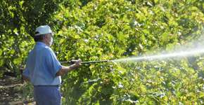 Foto: (Imagem sem texto alternativo disponivel ID [983315])