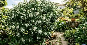 O arbusto de flores brancas perfumadas que encanta jardins durante o ano todo: cresce em qualquer solo, exige pouquíssima manutenção e é ideal para cercas vivas