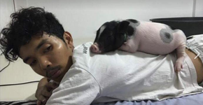 Homem compra mini-porco como pet, mas animal fica maior que ele