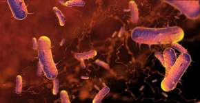 OMS atualiza lista das bactérias que mais ameaçam a nossa saúde