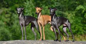 Foto: (Imagem sem texto alternativo disponivel ID [2609029])