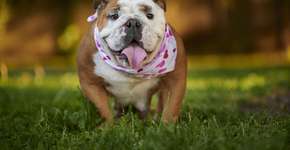 Foto: (Imagem sem texto alternativo disponivel ID [2641681])