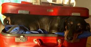 5 dicas úteis para viajar de carro com seu pet