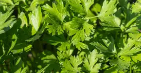 Chá de salsa combate infecções urinárias