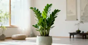 A planta que você nunca deve colocar dentro de casa, segundo o Feng Shui refletem descuido e energia estagnada