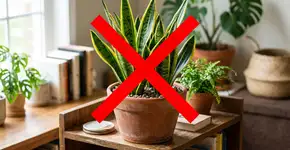 Adeus à espada-de-são-jorge: a planta que cresce rapidamente, é mais elegante e enche a casa de verde.