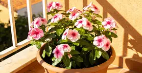 Foto: (Imagem sem texto alternativo disponivel ID [2724807])