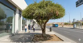 Especialistas indicam a árvore que não levanta o piso, resiste à seca severa, dá frutos no verão e é ideal para plantar no quintal de casa