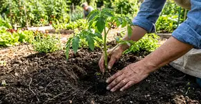 Quando e como plantar tomates em 2026: 1 truque antes de colocar a muda na terra