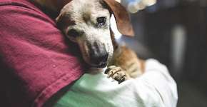 Após ser abandonada aos 18, cadela cega ganha um novo lar