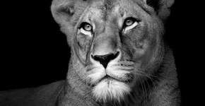 Foto: (Imagem sem texto alternativo disponivel ID [895233])