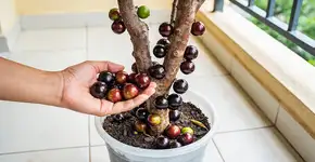 Foto: (Imagem sem texto alternativo disponivel ID [2679153])