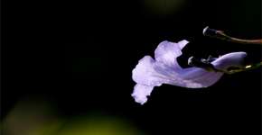 Foto: (Imagem sem texto alternativo disponivel ID [66847])