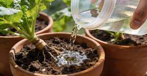 Foto: (Imagem sem texto alternativo disponivel ID [2705902])