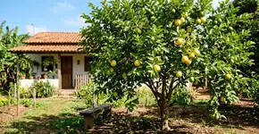 Conselhos para famílias que cultivam goiaba