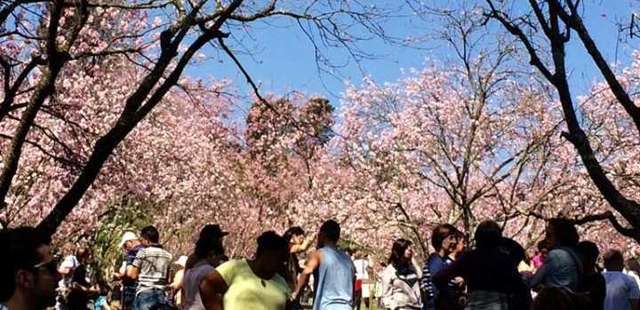 Festa das Cerejeiras