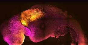 Foto: (divulgação/unversity of cambrigde)