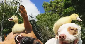 Cães resgatados ‘adotam’ dois patinhos abandonados