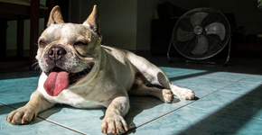 Foto: (Imagem sem texto alternativo disponivel ID [2724811])