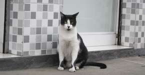 Foto: (Imagem sem texto alternativo disponivel ID [963773])