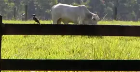 Foto: (Imagem sem texto alternativo disponivel ID [1839432])