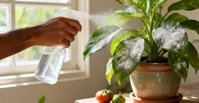 Por que você deve colocar bicarbonato de sódio em plantas de interior e para que serve