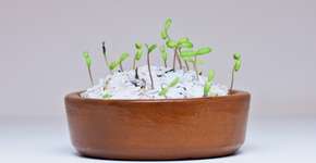 Papel que vira planta ganha mercado   