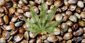 Foto: (Imagem sem texto alternativo disponivel ID [914603])