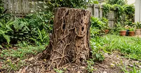 O que fazer se encontrar cupins no seu quintal: 5 soluções caseiras