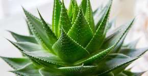 Foto: (Imagem sem texto alternativo disponivel ID [834468])