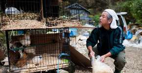 Agricultor japonês resgata sozinho 500 animais da região de Fukushima
