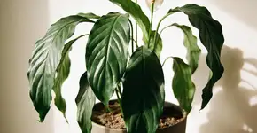 Foto: (Imagem sem texto alternativo disponivel ID [2678423])