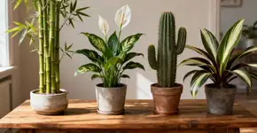 5 plantas de interior que simbolizam coragem e trazem boas energias para sua casa