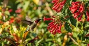 Como atrair beija-flores e outros pássaros? 3 passos simples que você pode seguir em casa