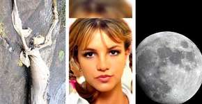 Foto: (Imagem sem texto alternativo disponivel ID [1379762])