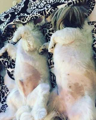 Veja alguns dos cães e gatos que já estão participando do #MostreABarriguinha!