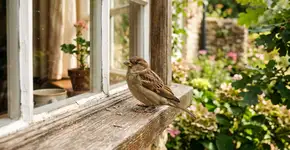 Se você ouvir um pardal cantando em casa ou no jardim, nós te contaremos o que isso significa e por que é algo bom