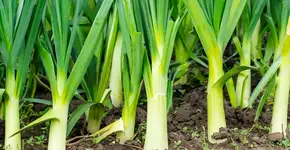 Foto: (Imagem sem texto alternativo disponivel ID [2593460])