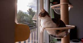 Foto: (Imagem sem texto alternativo disponivel ID [2621942])