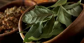 Folhas de louro: o ingrediente esquecido que pode beneficiar sua saúde