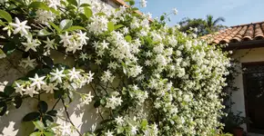 Foto: (Imagem sem texto alternativo disponivel ID [2702447])