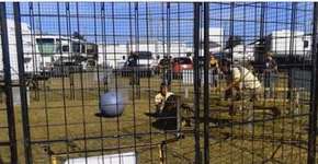 Tigre ataca treinadora durante apresentação para crianças