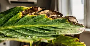 Foto: (Imagem sem texto alternativo disponivel ID [2740118])