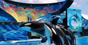 Após denúncias, SeaWorld vai aumentar espaço para baleias