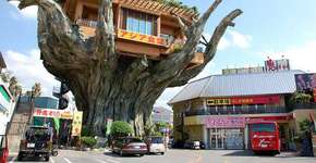 Restaurante “na árvore” engana desavisados