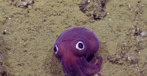 Cientistas descobrem lula de olhos arregalados no fundo do oceano