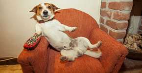 Conheça o ‘Netflix dos pets’ com programação para cães e gatos